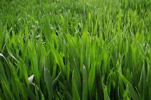 秋冬種及冬季農業(yè)開發(fā)農技行動啟動實施，推動農業(yè)種植技術升級