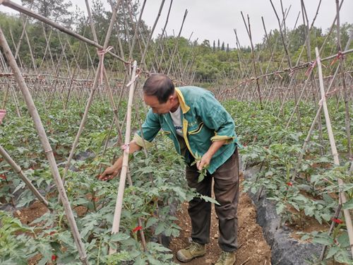 修文縣人大代表帶頭致富，產(chǎn)業(yè)發(fā)展與農(nóng)業(yè)技術(shù)開發(fā)助推農(nóng)民增收