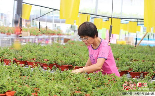 智慧農業(yè) 技術驅動鄉(xiāng)村振興的新篇章