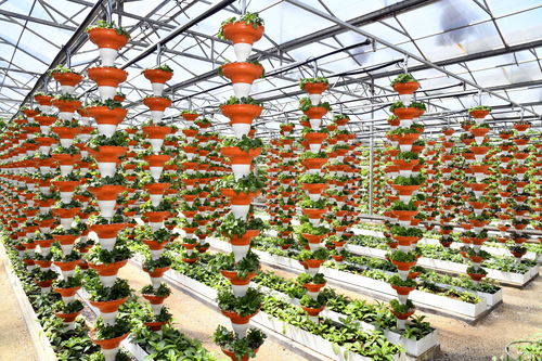 農(nóng)業(yè)總產(chǎn)值首破萬(wàn)億元 透視山東農(nóng)業(yè)發(fā)展信號(hào)與種植技術(shù)開發(fā)