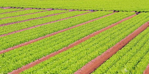 推動我國農(nóng)業(yè)發(fā)展的八個(gè)字 農(nóng)業(yè)種植技術(shù)開發(fā)