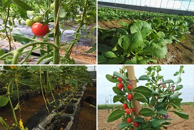 赴一場黃河沿線的約會，最撩人的是農(nóng)業(yè)種植技術(shù)開發(fā)