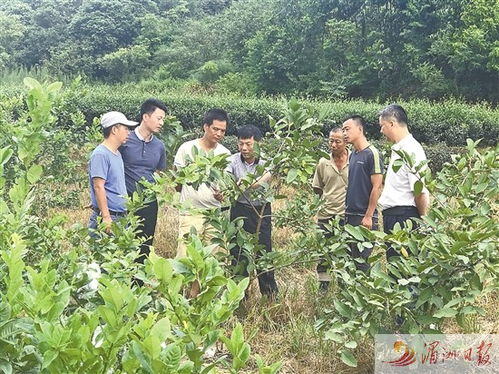 科技特派員賦能農(nóng)業(yè)創(chuàng)新，莆田譜寫產(chǎn)業(yè)增收新篇章