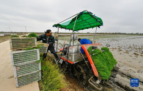 天津小站稻插秧季啟幕 農(nóng)業(yè)種植技術(shù)革新驅(qū)動綠色高質(zhì)量發(fā)展
